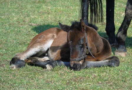 2018 bay filly by Bobby's Kitten